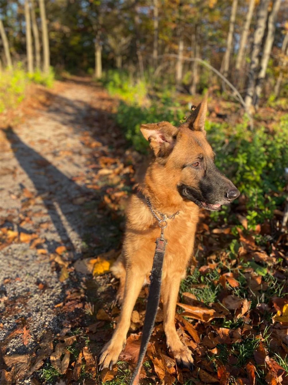 Brisco, a German Shepherd, sitting on a leafy autumn trail