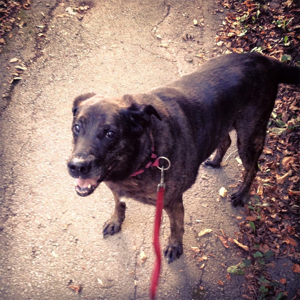 Diver, a dark brindle dog on a red leash