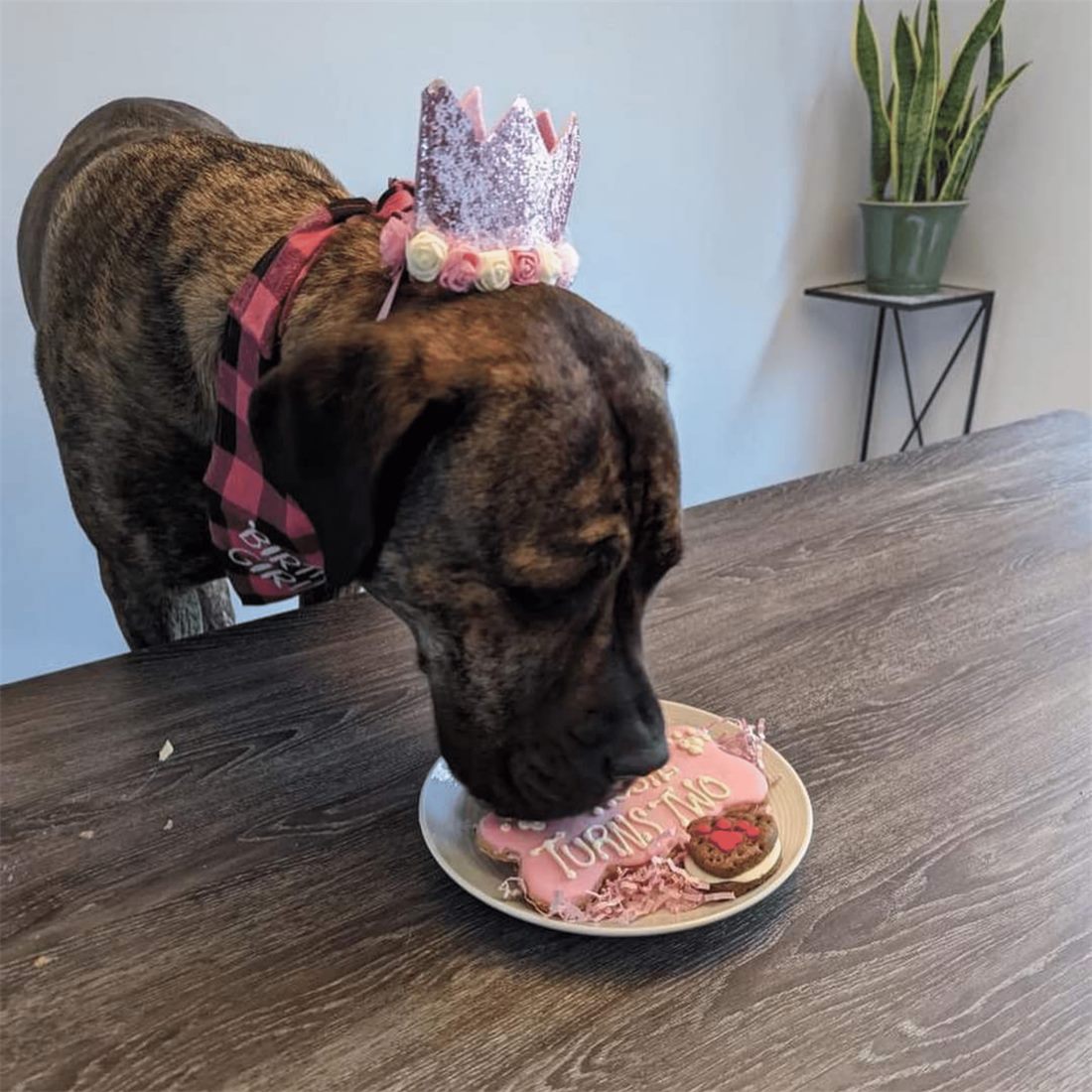 A brindle dog in a sparkly crown eating a pink birthday cake