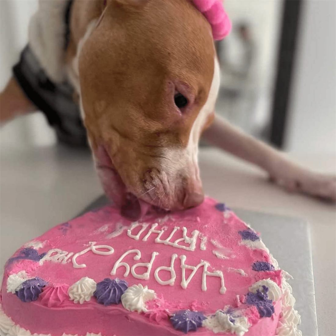 A dog digging into a pink heart-shaped birthday cake